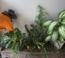 Em Campinas, 28 bairros apresentam risco elevado para dengue
