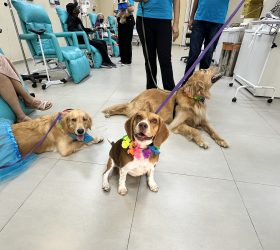 Foto: Divulgação/Prefeitura de Americana
