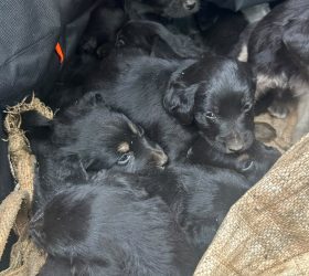 Filhotes de cães são encontrados dentro de saco amarrado próximo à Estância Darjan, em Limeira