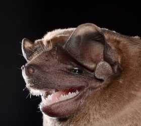 Foto: Reprodução/Prefeitura de Piracicaba