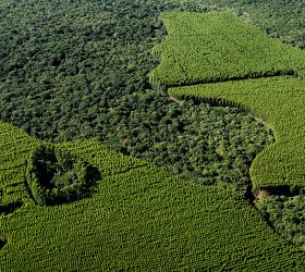 Foto: Divulgação/Suzano