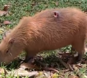 Capivara é resgatada em Piracicaba e tem fita plástica retirada do corpo
