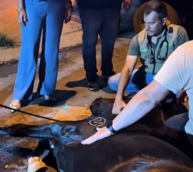 Cavalo vítima de maus-tratos é resgatado após horas caído em avenida de Limeira