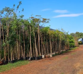 Hortolândia é tetra na área ambiental 