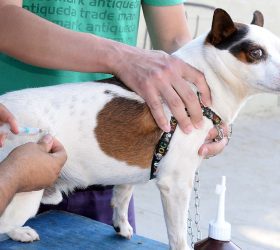 Saiba onde vacinar cães e gatos contra a raiva em Limeira