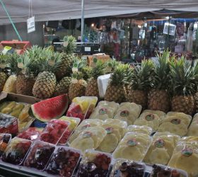 Parque Cidade terá feira livre aos sábados de manhã