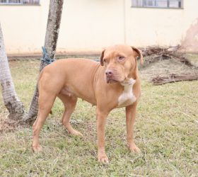 Parque Cidade terá evento de adoção de animais neste sábado (31)