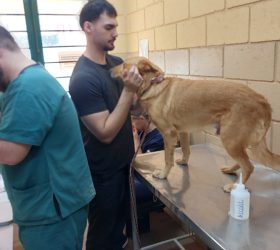 Mutirão de exames reforça cuidados com animais acolhidos no Lar Temporário de Limeira