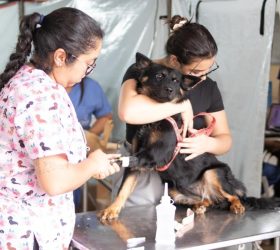 Nossa Senhora das Dores recebe mutirão de castração neste fim de semana em Limeira
