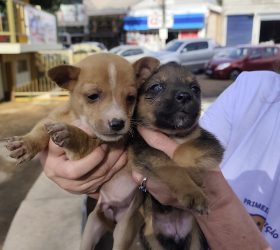 Pet Day celebra 1º aniversário do Pet Container em Iracemápolis