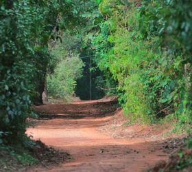 Foto: Divulgação/Prefeitura de Campinas