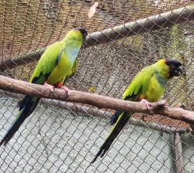 Parque Ecológico de Americana recebe dois periquitos-de-cabeça-preta do Zoo de Bauru