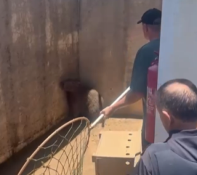 Capivara é resgatada no Aeroporto de Americana e devolvida ao habitat natural