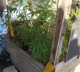 PM encontra plantação de maconha em residência de Piracicaba