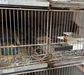 PF deflagra operação para combater a falsificação de anilhas de aves no interior de SP
