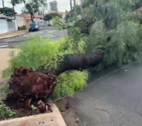 Árvore cai com ventos fortes e bloqueia rua em Indaiatuba