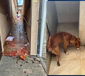 Mulher é presa em flagrante suspeita de maus-tratos contra cão em Limeira