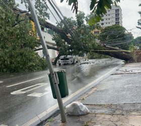 Entregadora sai ilesa após árvore cair sobre carro durante temporal em Piracicaba