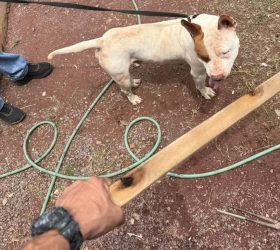 Caso de maus-tratos a pitbull é investigado na Comunidade Renascer, em Piracicaba