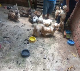 Polícia Civil resgata cerca de 60 cães de criadouro clandestino em Charqueada