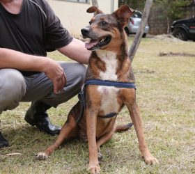 Parque Cidade terá Feira de Adoção de Animais neste sábado (21)