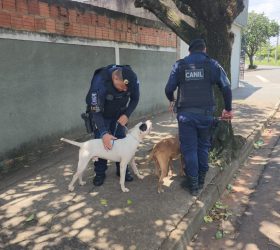 Pitbulls soltos próximo à APAE mobilizam canil da GCM em Limeira