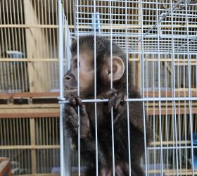 Operação apreende 56 aves, quatro ouriços e um macaco-prego em Indaiatuba