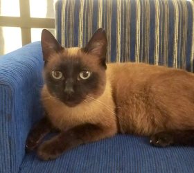 Microchip ajuda gato perdido a voltar para casa após um mês longe da tutora em Campinas