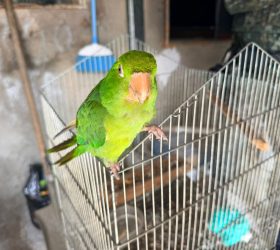PM Ambiental apreende mais de 30 aves e 15 répteis mantidos irregularmente em cativeiro no interior de SP