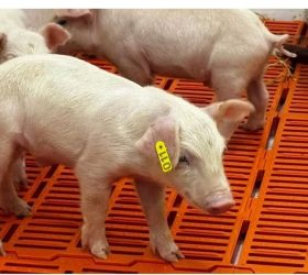 Foto: Divulgação/Governo de SP