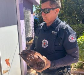 Foto: Divulgação/GAMA