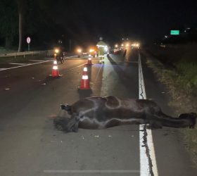 Égua morre após ser atropelada por dois veículos na SP-147 em Limeira