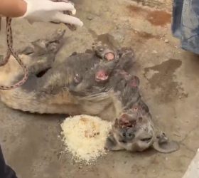Operação da DDM resgata animais em situação de maus-tratos e prende dois responsáveis em Piracicaba