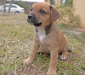 Foto: Prefeitura de Limeira