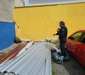 Capivara mobiliza GCM no Centro de Limeira e trânsito é interrompido para evitar acidentes