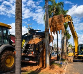 Palmeiras plantadas na Av. Maria Thereza em Limeira foram doadas à Prefeitura; Município não pagou nada por elas