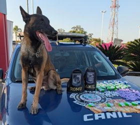 Cão farejador K9 Bono encontra drogas e R$ 1,2 mil escondidos em área de mata em Limeira