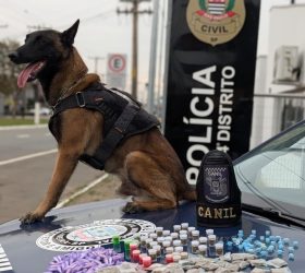 K9 Bono encontra 251 porções de drogas escondidas em área de mata no Gustavo Picinini, em Limeira