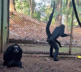 Equipe do Zoo Americana realiza tratamento de macaco-aranha-de-testa-branca com cerca de 40 anos