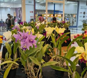 Foto: Divulgação/Pátio Limeira Shopping