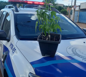 Foto: GCM de Cordeirópolis