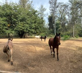 Prefeitura de Limeira tem 16 animais de grande porte disponíveis para adoção no Horto