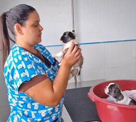 Espaço Amigo Pet: clínica veterinária registra mais de 330 consultas no primeiro mês de funcionamento