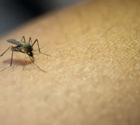 Estado de SP confirma mais duas mortes por febre amarela