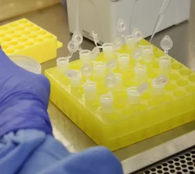 Divulgação/Josué Damacena (IOC/Fiocruz)