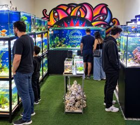 Pátio Limeira Shopping promove encontro inédito de aquaristas em shopping
