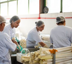 Cultivo sustentável transforma produção de palmito e ajuda a preservar a Mata Atlântica