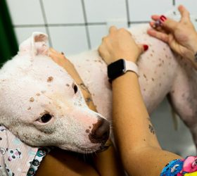 Vacinação antirrábica em Santa Bárbara segue disponível em ponto fixo