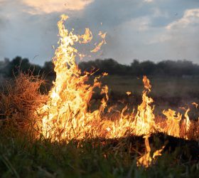 Fire in the steppe, the grass is burning destroying everything in its path.