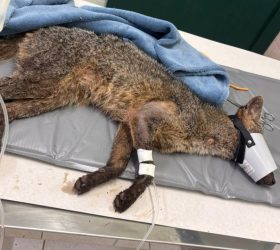 Prefeitura de Limeira resgata cachorro-do-mato atropelado às margens da Rodovia Anhanguera